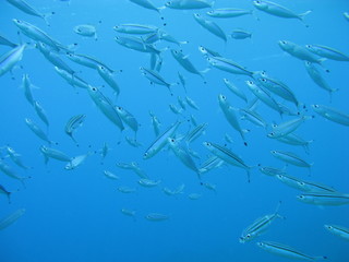 Beautiful school of fishes in Great Barrier Reef