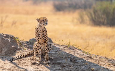 Relaxing Cheetah in the Kruger National Park, South Africa