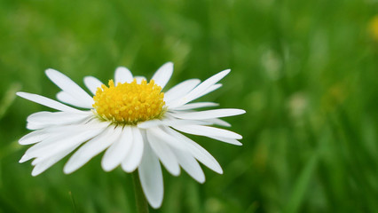 daisy in grass