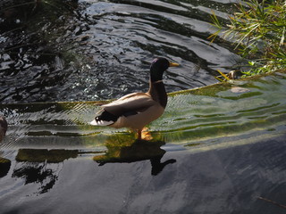 patos en su habitat natural