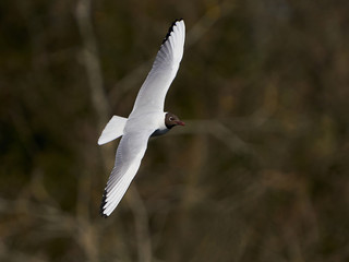 Black-headed gull (Chroicocephalus ridibundus)