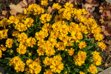 Large group of yellow flowers of lance-leaved coreopsis (Coreopsis lanceolata) on flowerbed
