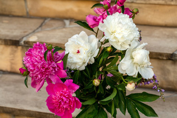 bud of pink and white peony flower in garden