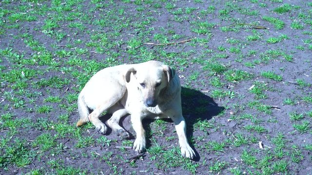Alone homeless mother white dog eating bone on the ground with dried leaves and butea monosperma flowers fallen from tree , animal outdoor background