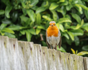 Small robin bird on a fence looking to the camera