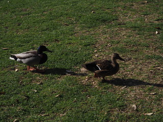 patos en su habitat natural