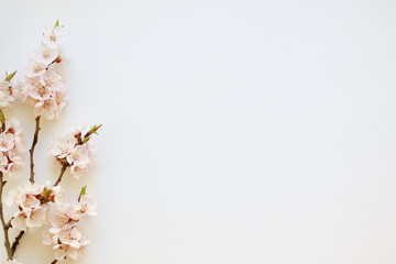 Branches of a blossoming apricot on a white background. Pink flower petals. Delicate spring bouquet