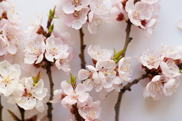 Branches of a blossoming apricot on a white background. Pink flower petals. Delicate spring...