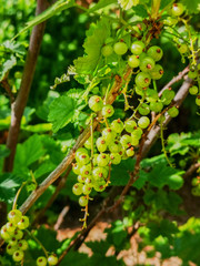frutas del bosque verde natural ,primavera soleado 