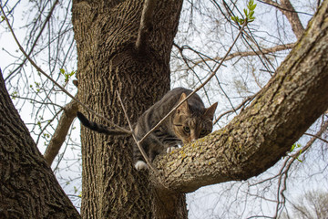 Close up view of a curious gray and brown striped tabby cat exploring a mature tree limb on a sunny day