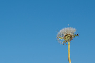 Fototapeta premium Partially dispersed dandelion clock seed head against clear blue sky