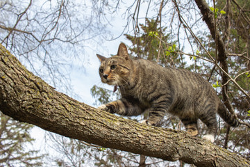 Close up view of a curious gray and brown striped tabby cat exploring a mature tree limb on a sunny day