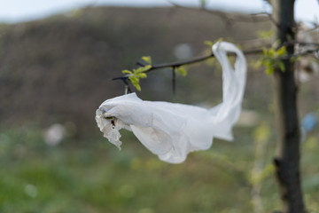 a plastic bag is hanging on a tree branch.
