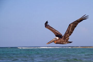 A wild pelican looking for some distracted fish