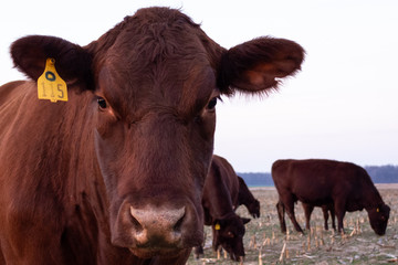 Red Poll cow in field