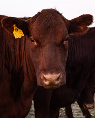 Red Poll cow amoung other cows