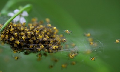 Eclosion araignées