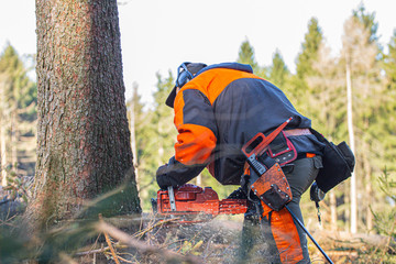 lumberjack cuts a tree with a chainsaw in the forest