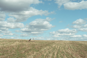 
uncultivated agricultural field in spring