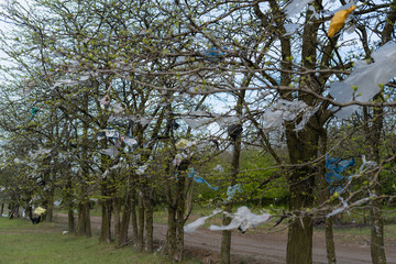 Pollution of plastic bags on branches. Plastic trash in the forest. A lot of polyethylene hangs on...