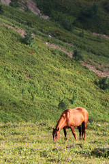 Fototapeta na wymiar brown horse in mountain. horse in a pasture in the mountain valley. Landscape of the mountains in summer or fall or spring with trees on background