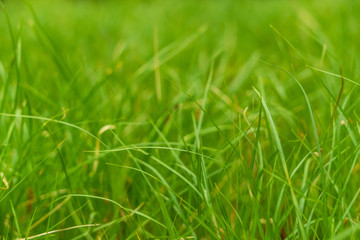 Obraz premium Juicy green spring grass. Abstract Summer background texture of colorful green high vegetation. soft focus. New close-up bright green grass in park or football pitch or golf yard.