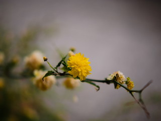 Il giallo, il colore piu bello