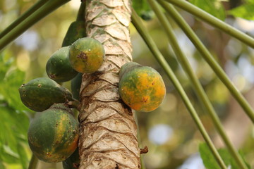 papaya tree in the garden