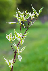 fresh bushes in the city park with green backgroung