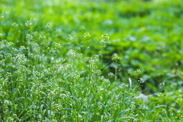 Fototapeta premium fresh grass on the green background