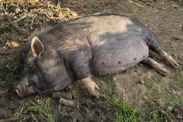 Female black Vietnamese Potbelly pig lying down on the yard of a farm
