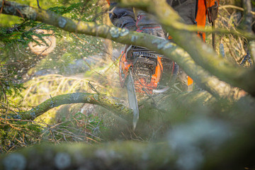 lumberjack in the woods, saws a branch of a fallen tree with a chainsaw