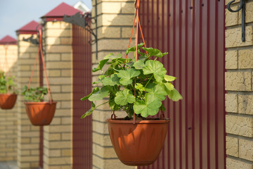 Flowers of geraniums, which are planted in hanging pots. They hang along the fence.