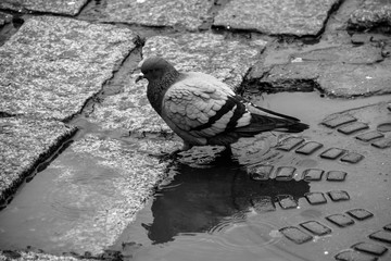 pigeon in the city