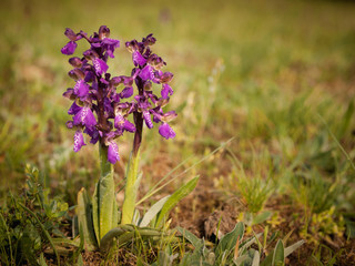 Wild purple orchids. Carpathians (Ukraine)