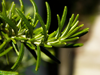 Fototapeta na wymiar Beautiful Green Rosemary Plant Close-up