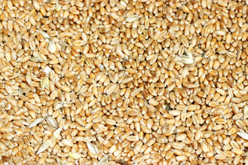 Wheat grains background. Many wheat seeds close up