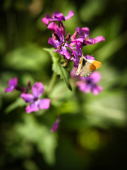 Obraz premium Butterfly