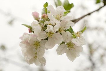the apple tree is blooming