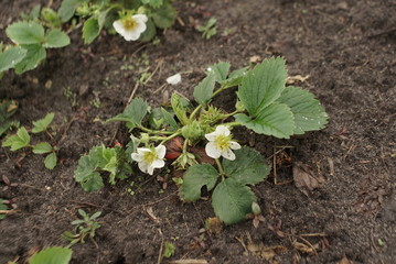 Blooming Strawberries. A Strawberry Plant On Which White Flowers Bloomed