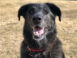 Older Sheperd Dog Smiling