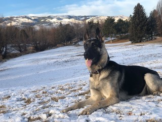 Shepherd in snow