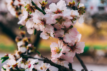 Plum blossom in the forest. Blooming tree with light pink flowers. Yellow and green colors on background. Soft focus. Blossoming peach