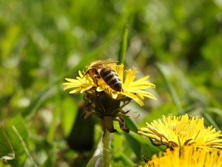 Bees on spring flowers close-up