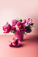 Beautiful Bunch of Peony Style Tulips in a Pot on the dusty pink background, spring holiday concept, copy space