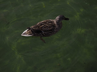 patos en su habitat natural