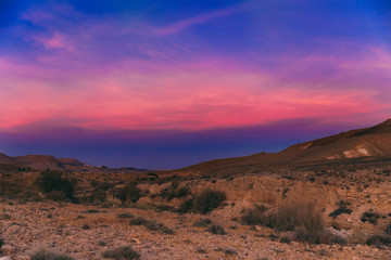 Incredible purple sunset in the Negev desert in Israel. Sunset with notes of pink, blue and dark blue. Yellow sand with bushes. Hiking in Israel. Desert wildlife. Postcard, wallpaper