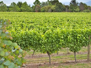 Fototapeta na wymiar Weinanbau in Neuseeland