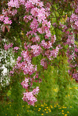 Obraz premium Crab apple tree with pretty pink flowers at spring