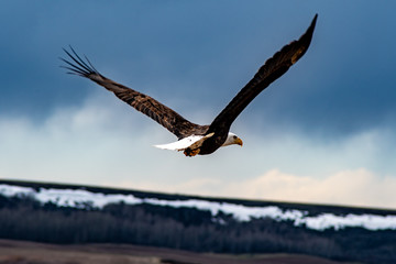 Bald Eagle